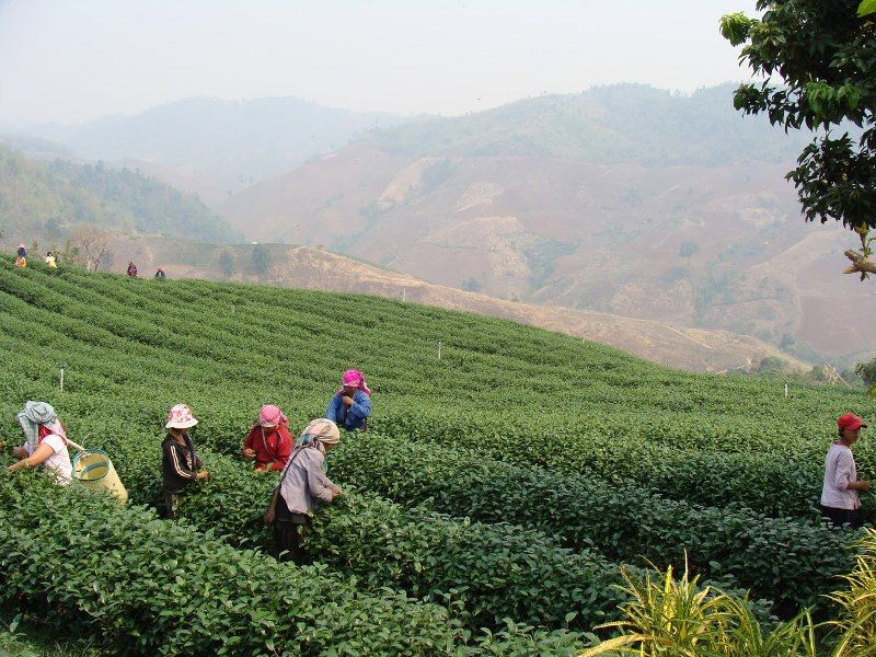 Singha park tea plantation : Plucked by gentle hands to get a premium tea