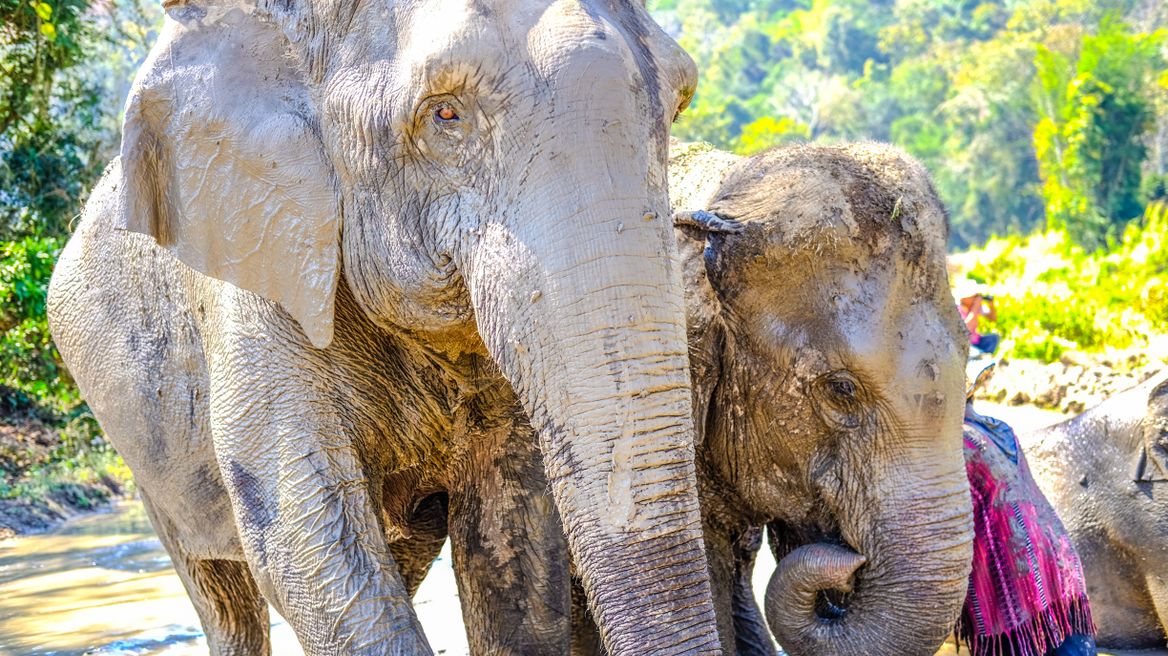 Our elephants