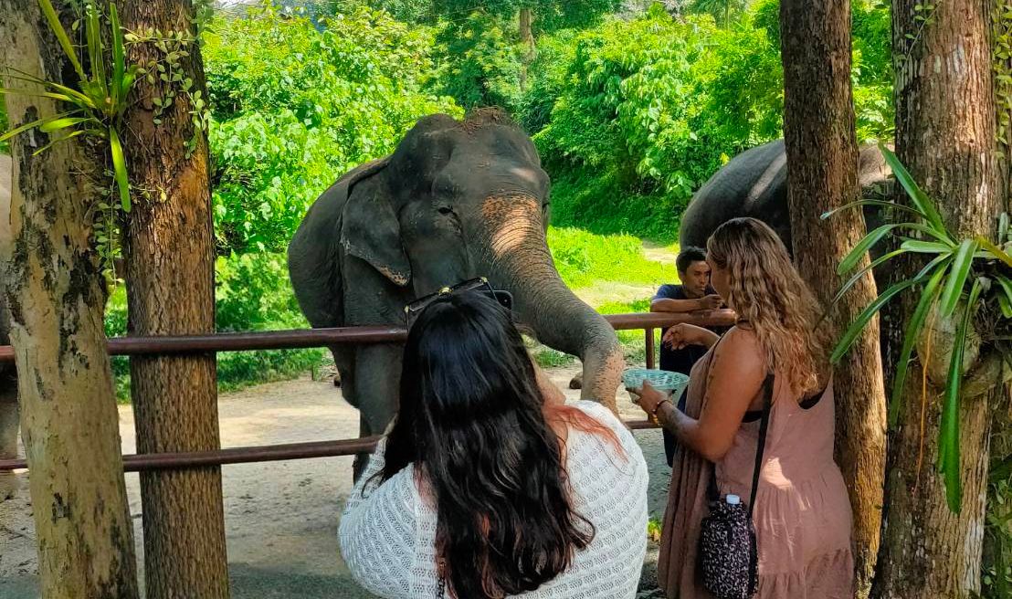 Kindness elephants
