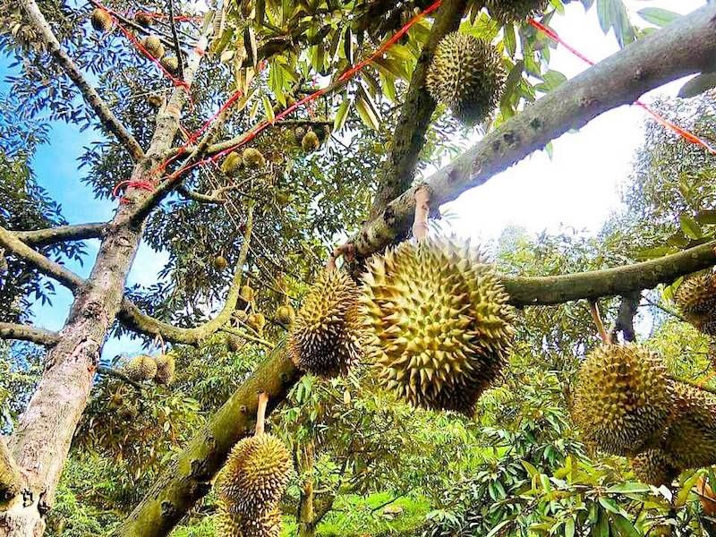 Durian Tree