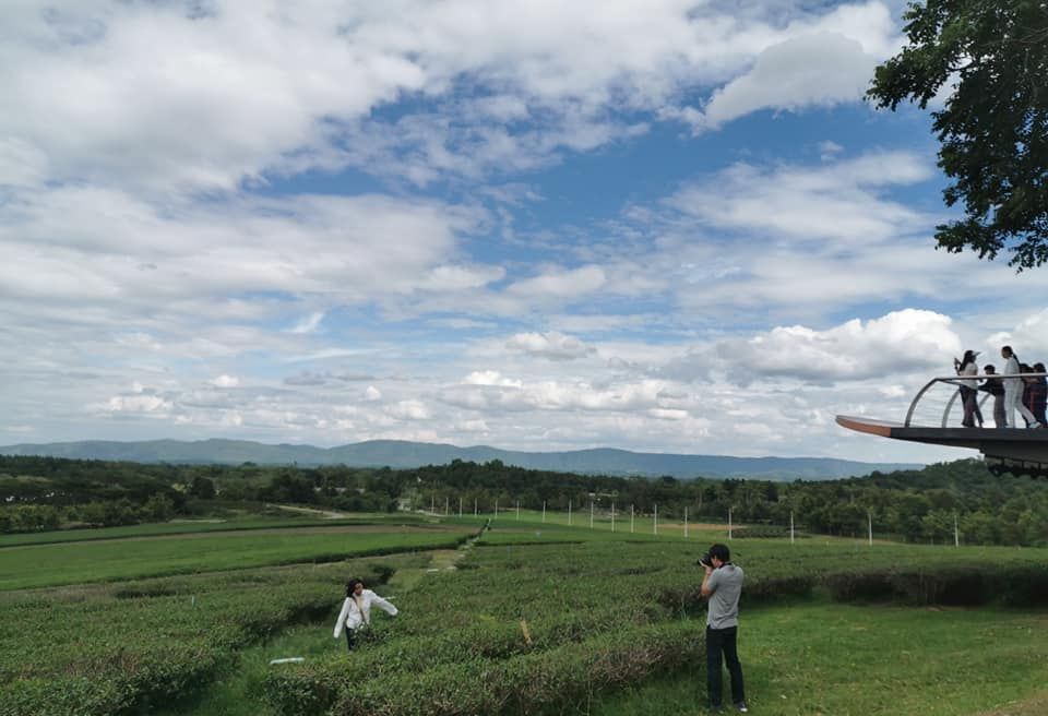 Singha Park (Tea plantation)