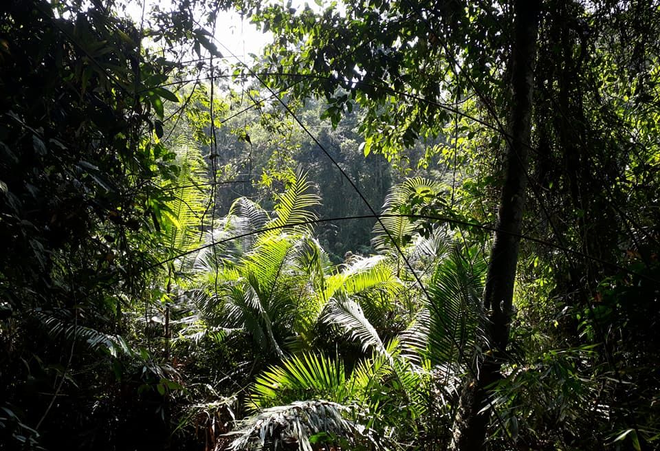 Khao Yai National Park