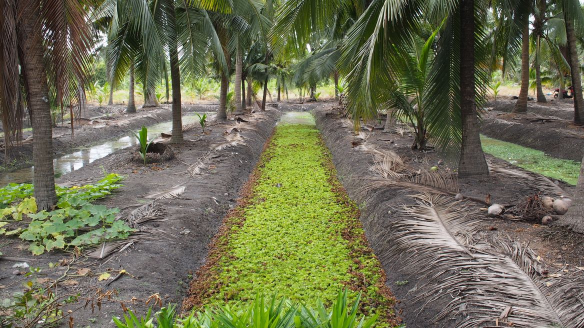 Learn how to make coconut sugar