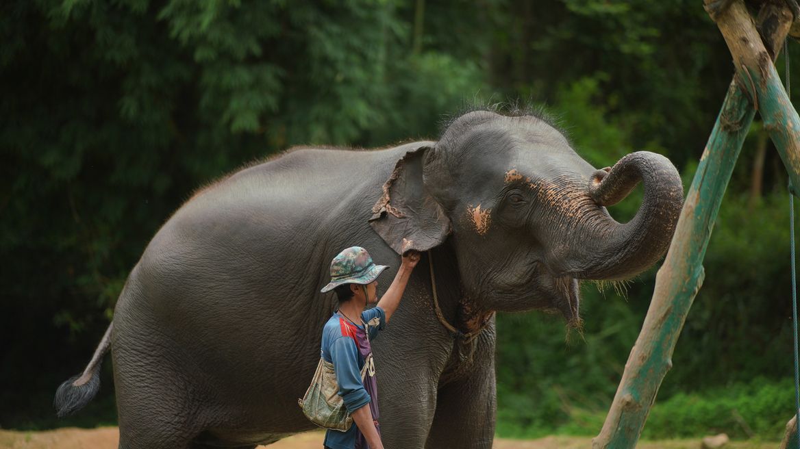 They are very friendly, gentle and playful.  