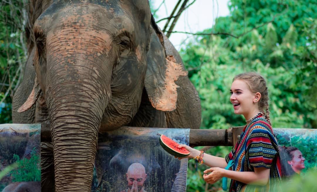 Feeding Elephant