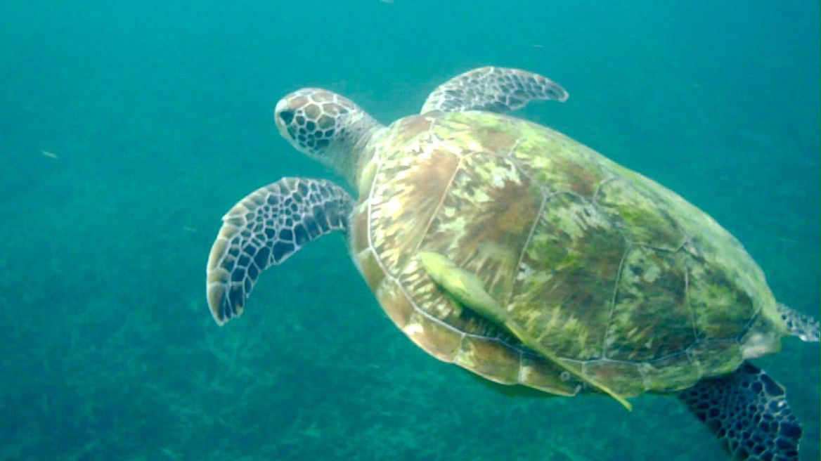 A Sea Turtle comes to greet