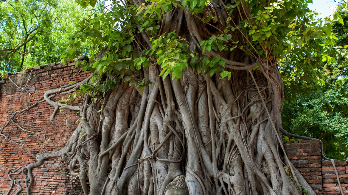 wat mahathat