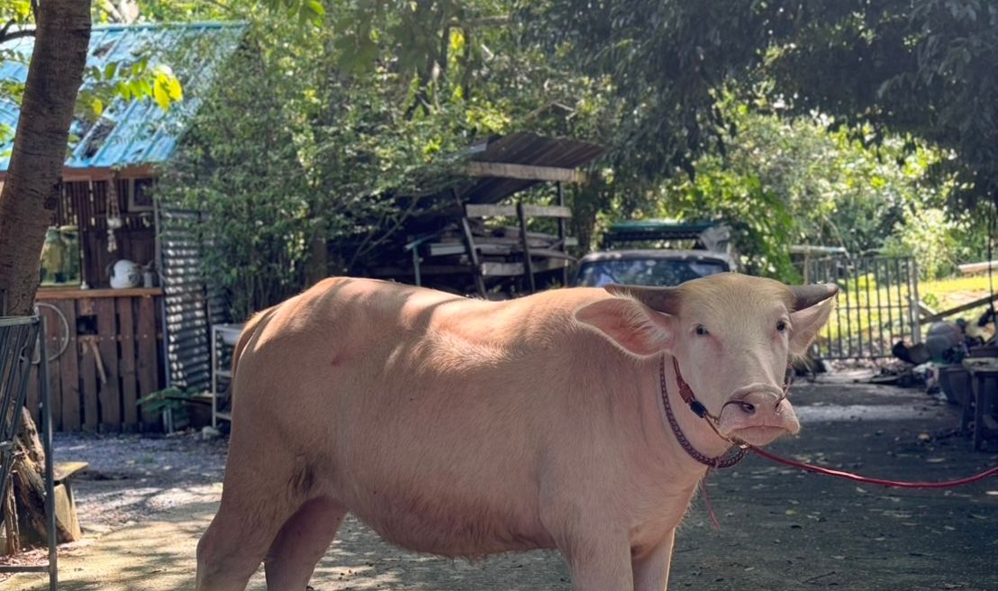 A lazy afternoon under the shade 🌿🐃