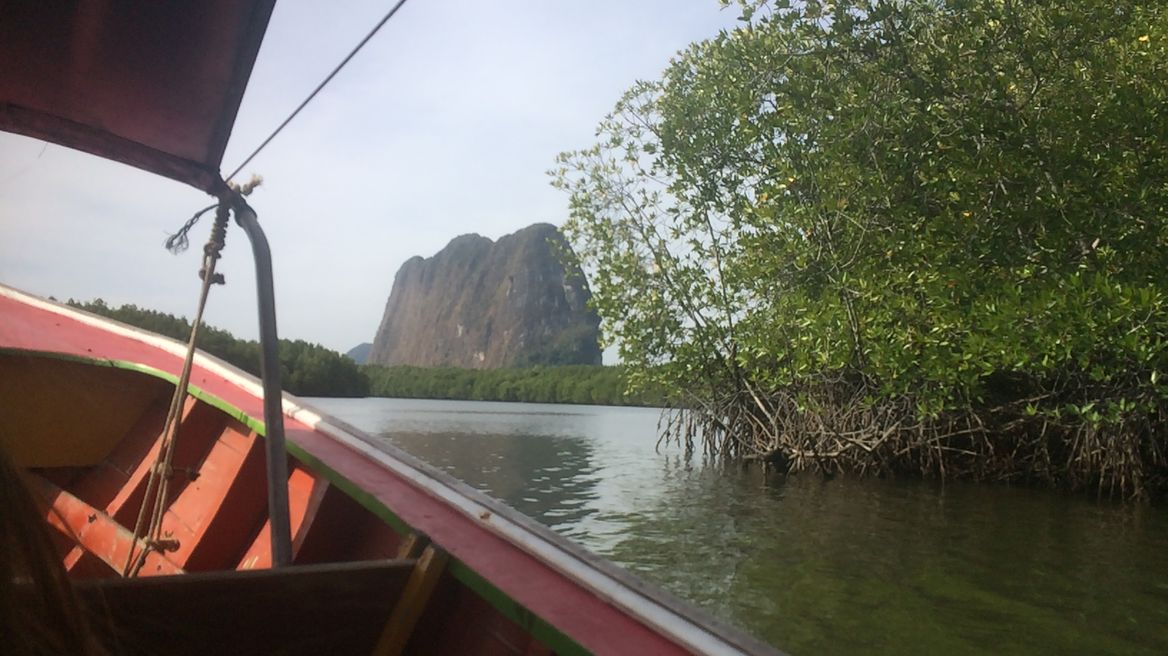 By the way we pass mangrove forest the all years green