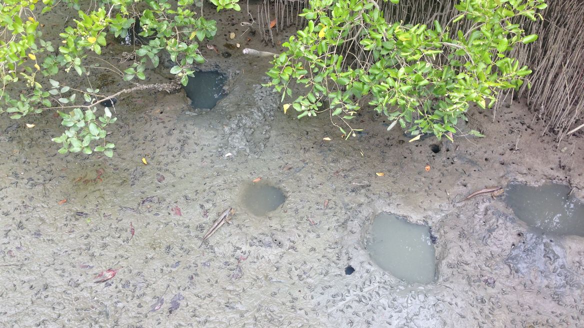 Mangrove Natural Trail 2 (walking fish)