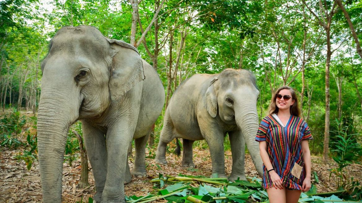 Meet the elephants