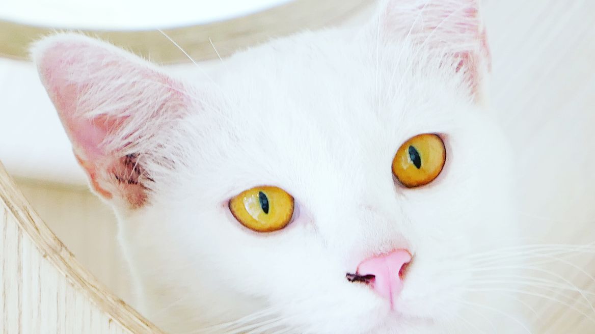 Thai cats