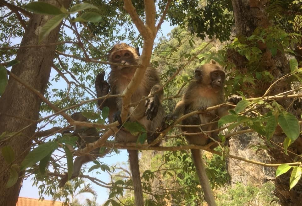Monkey can be see many time nearby