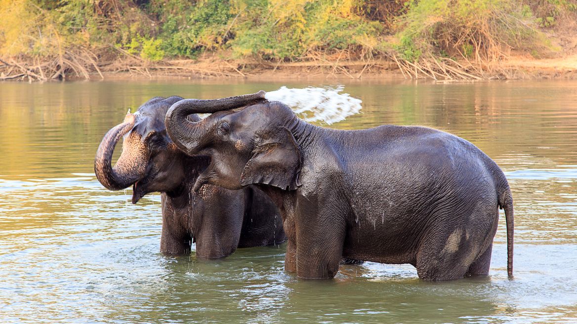 Elephant bathing