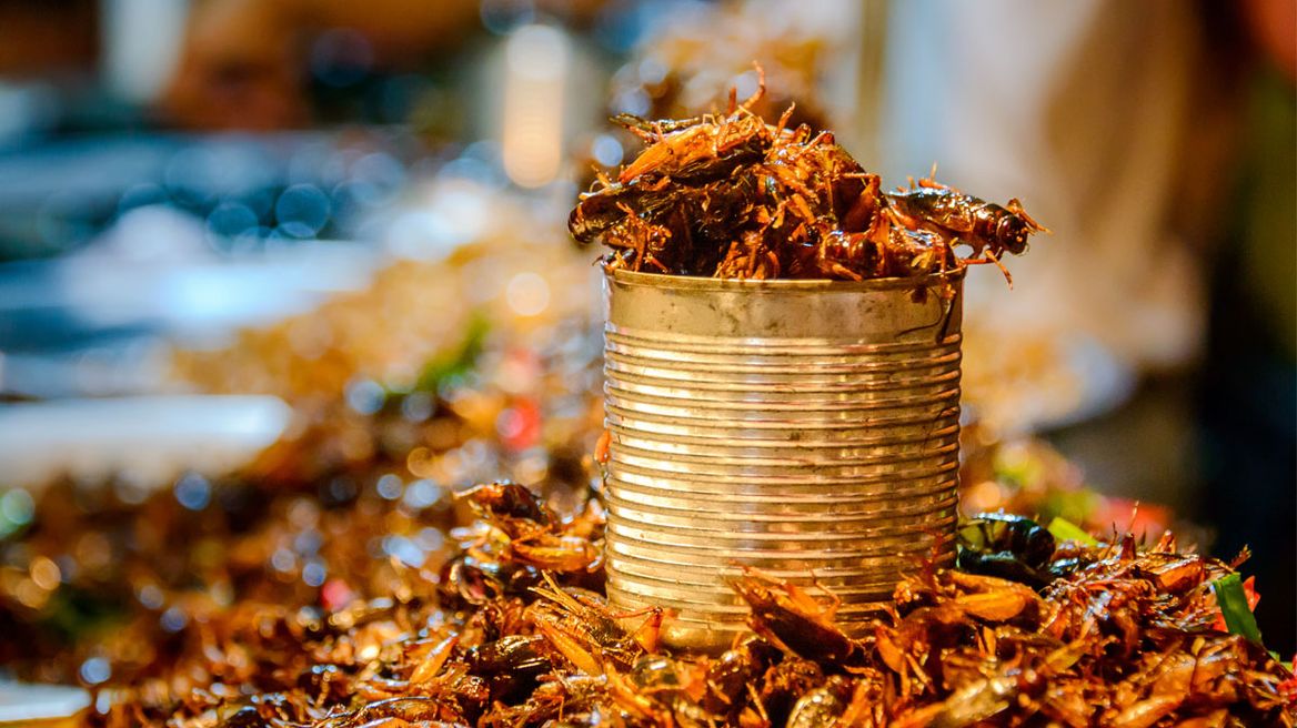 Bugs street foods testing 