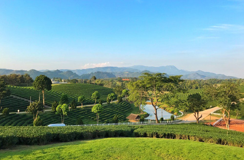 Choui Fong tea plantation : Panoramic view of mountains and tea plantation.