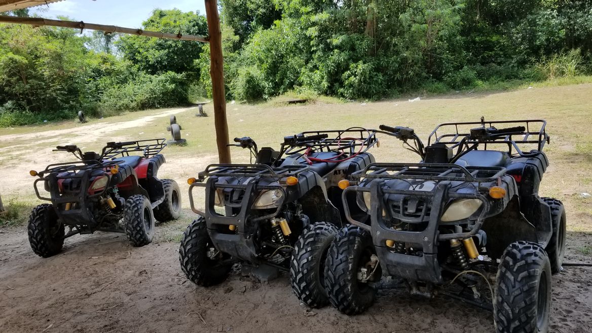 Explore the forest together.