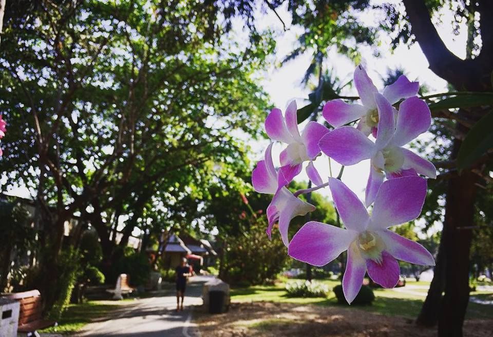 Syan Buak Had is one of greenery park in old city.