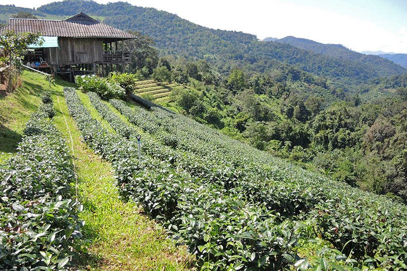 Relax for lunch and enjoy a cup of fresh organic tea