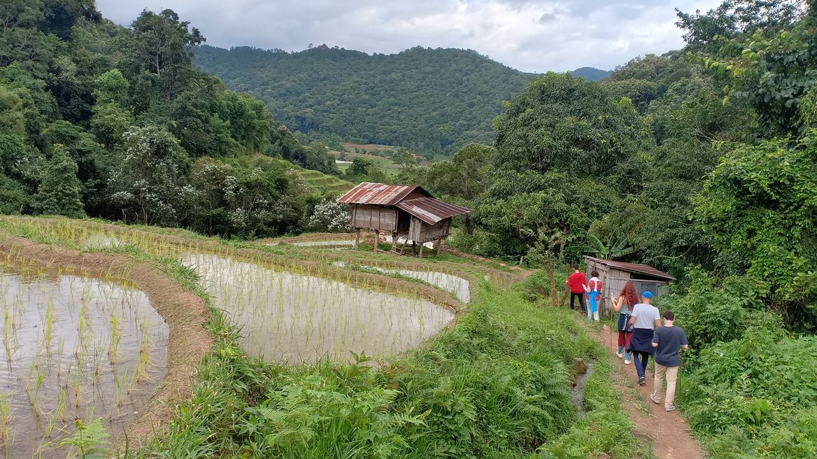 Rice fields terrace