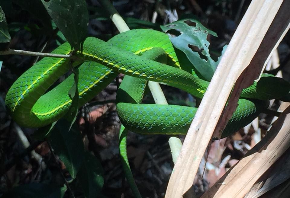 Khao Yai National Park