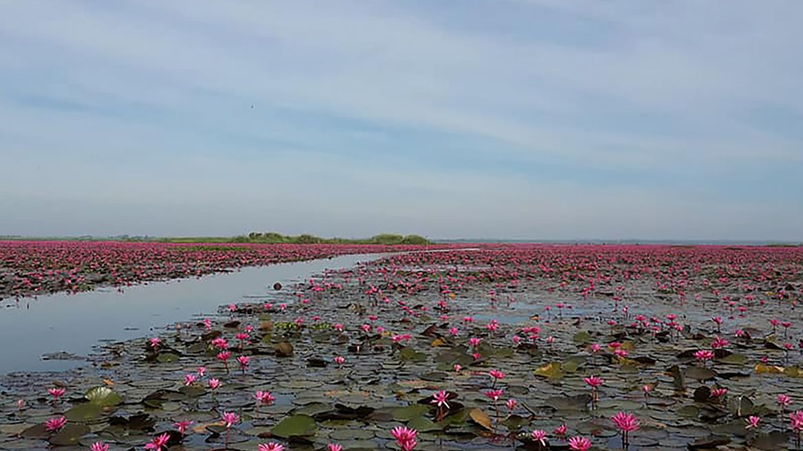 Red lotus lake udonthani