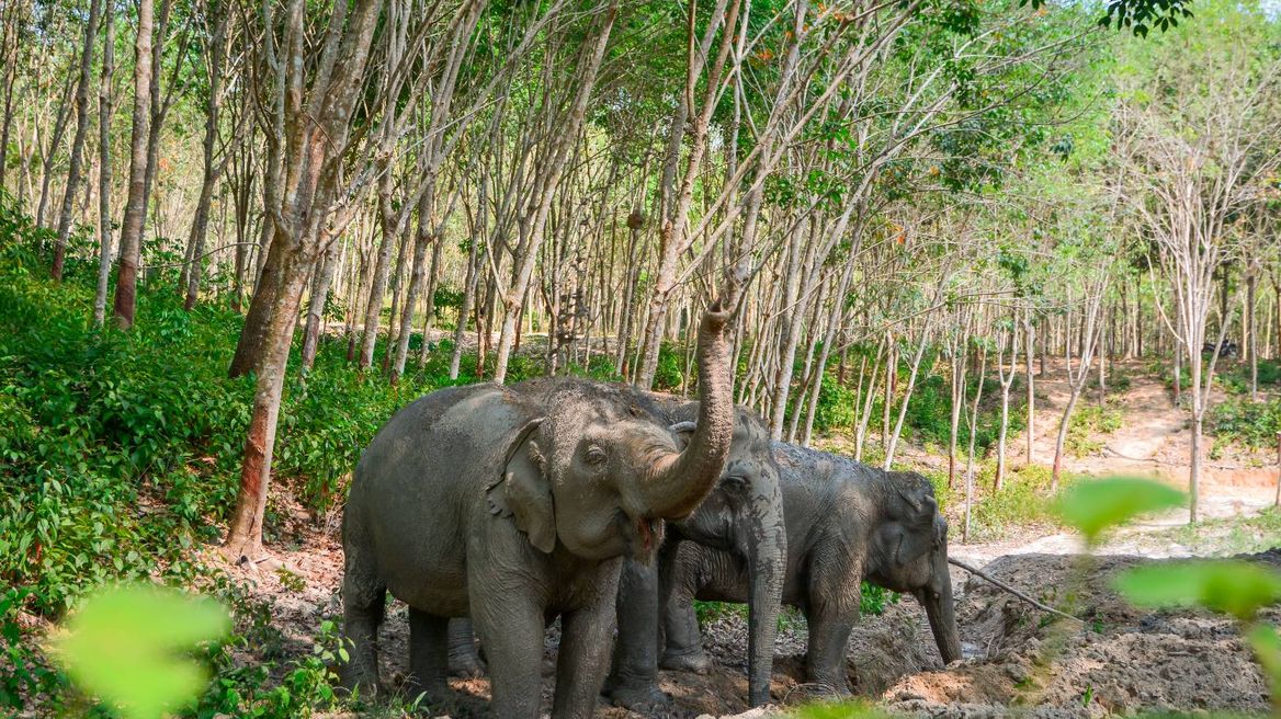 Elephants