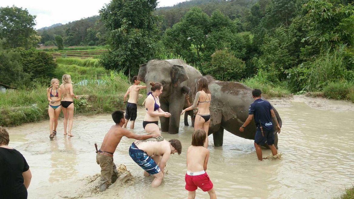 Chiang Mai Tour: Ethical Elephant Sanctuary 