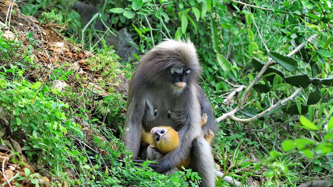 Dusky lungur and her baby.