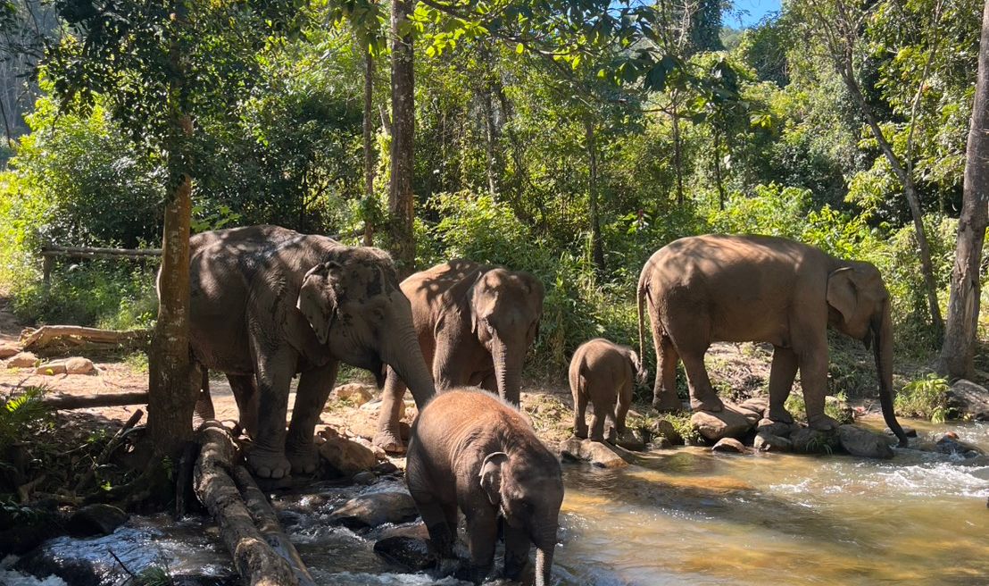 Walk alongside elephants with their mahouts and observe natural behaviors