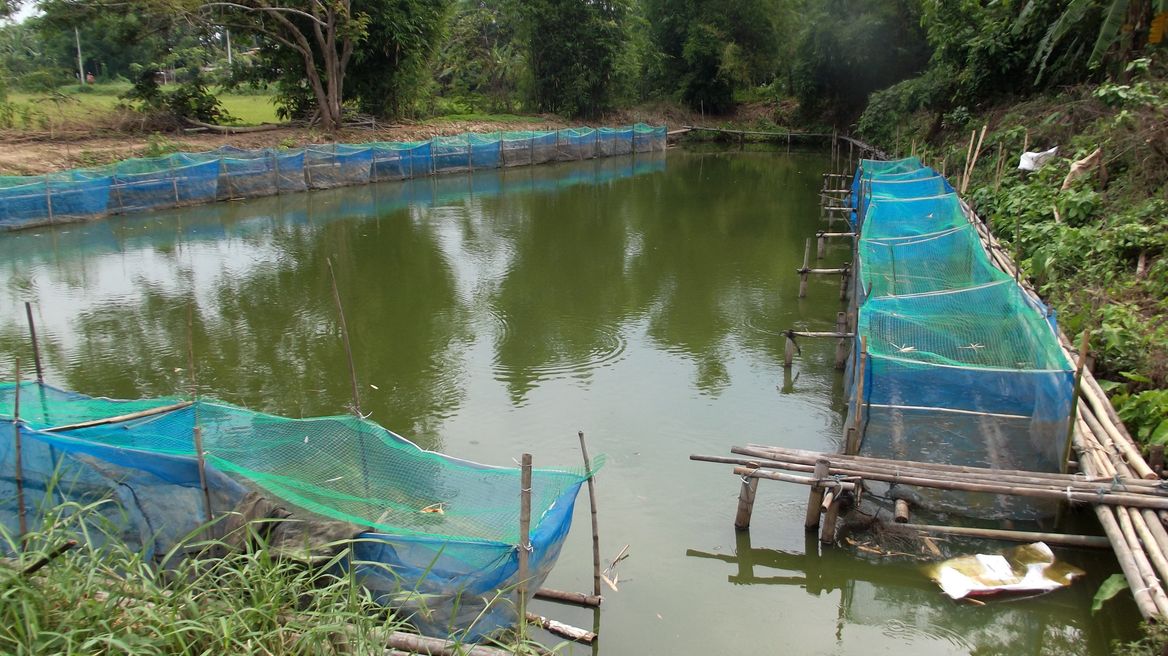A Local farm in the village