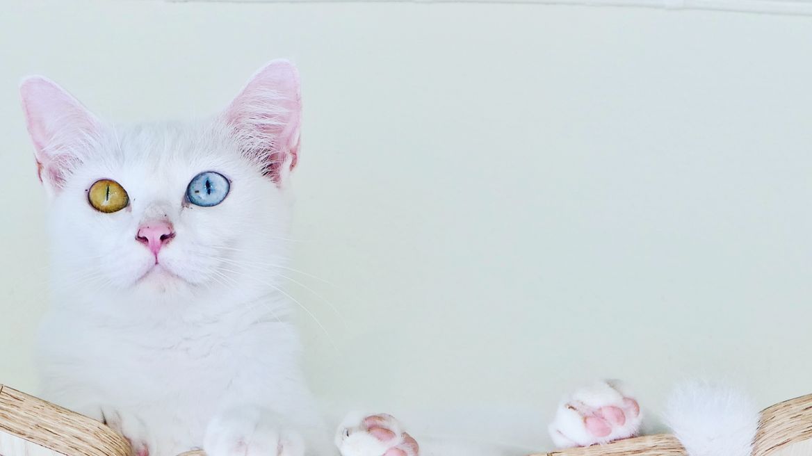 Thai cats