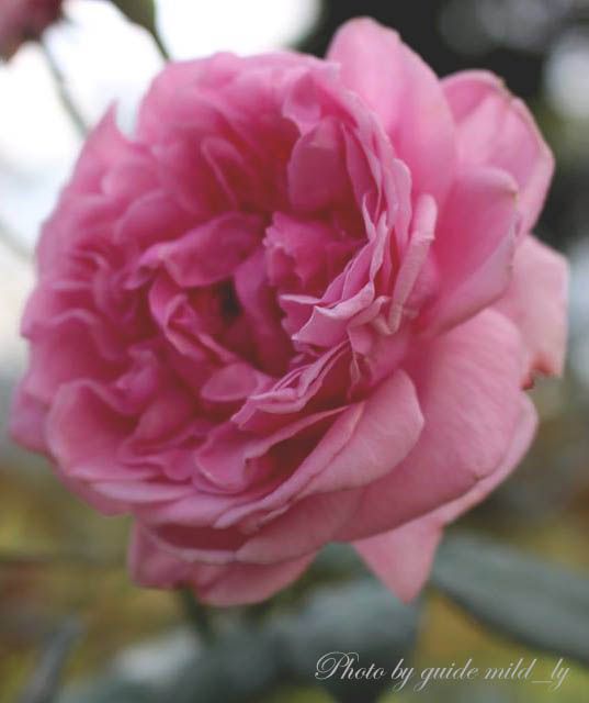 Bishop rose