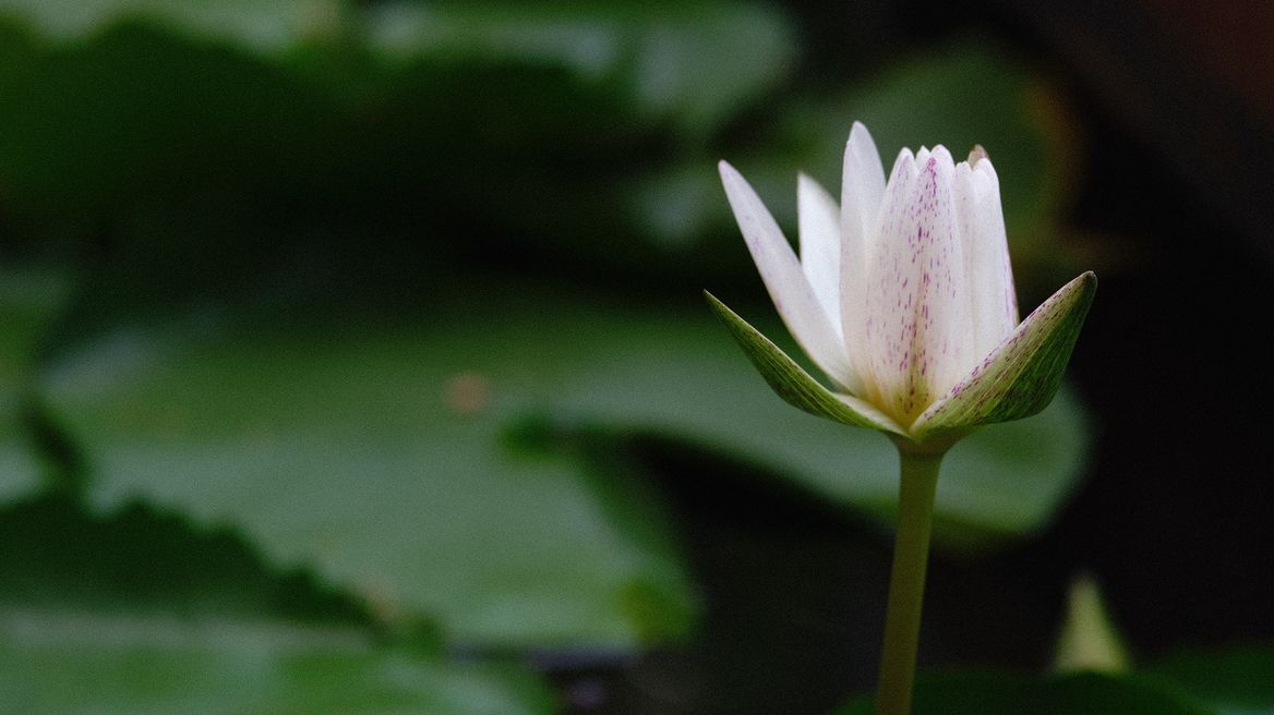 Lotus, the flower of the nation, not just the flower!