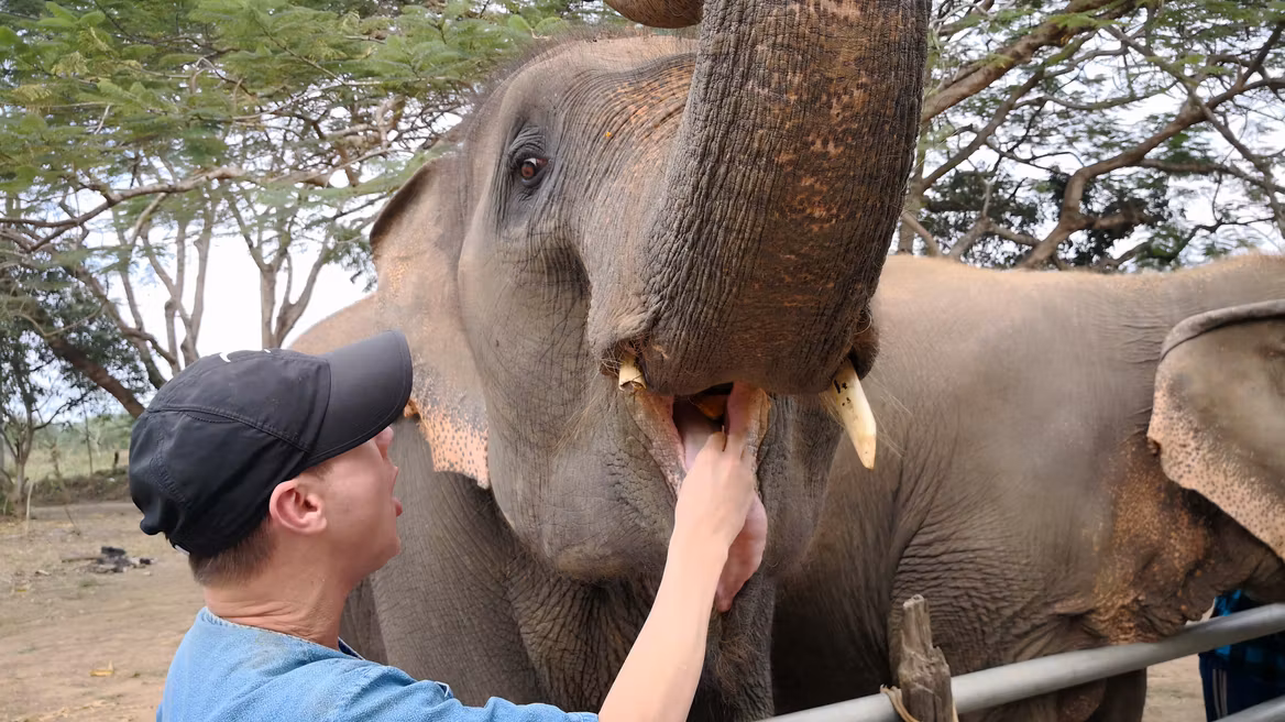 Chiang Mai Ethical Elephant Tour: Feeding elephants.