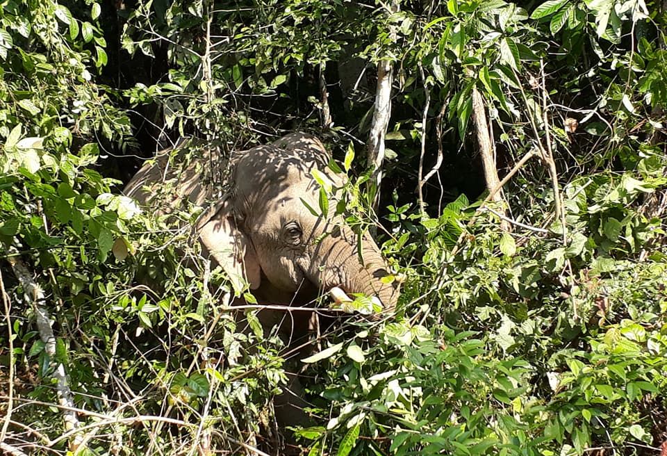 Khao Yai National Park