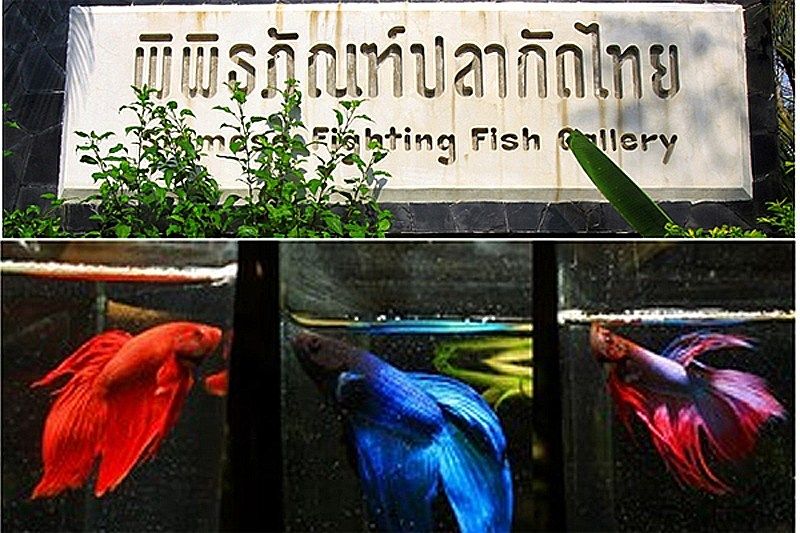 Siamese Fighting Fish Gallery