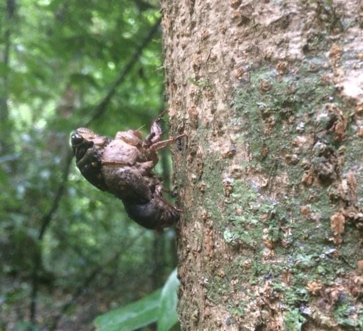 Cicada molt to be adult will be make a song all aroud jungle