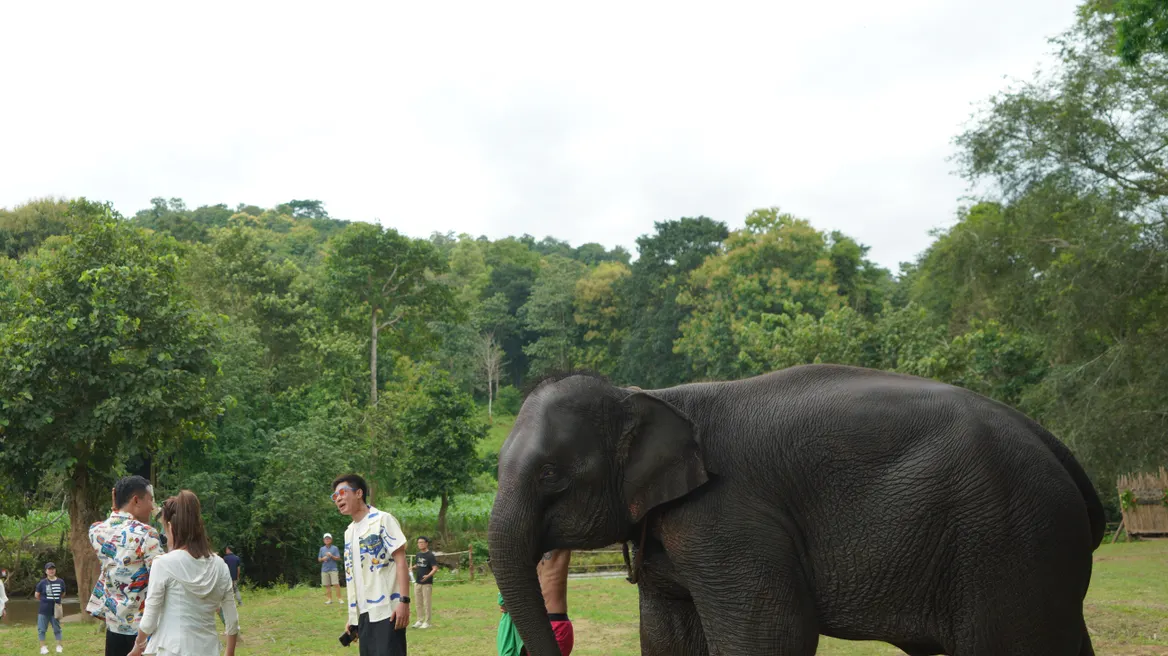 All your kindly joining, 35% going to support the elephant habitat, feeding etc,