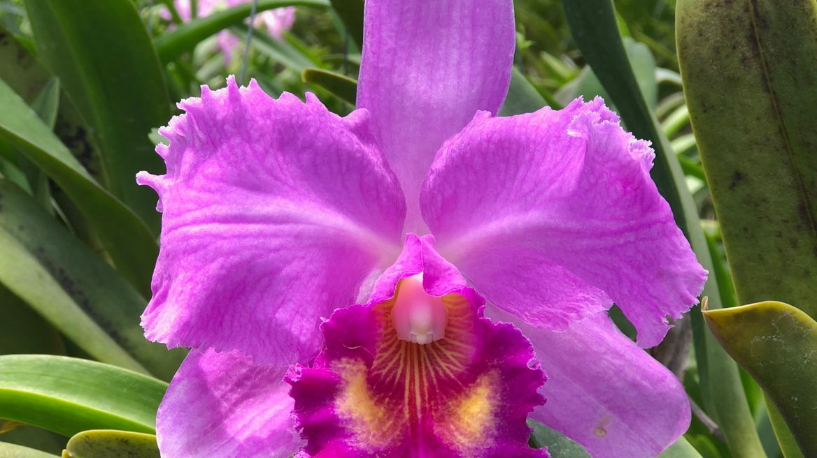 Orchid