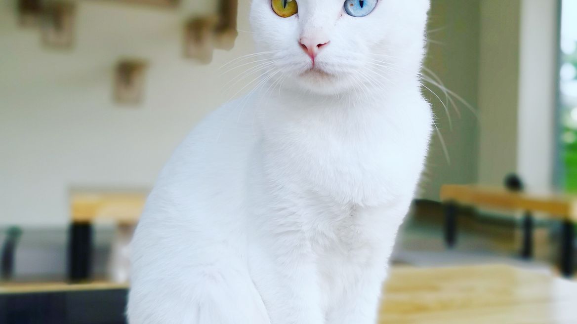 Thai cats