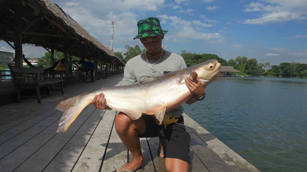 20kg catfish Ina sunny day