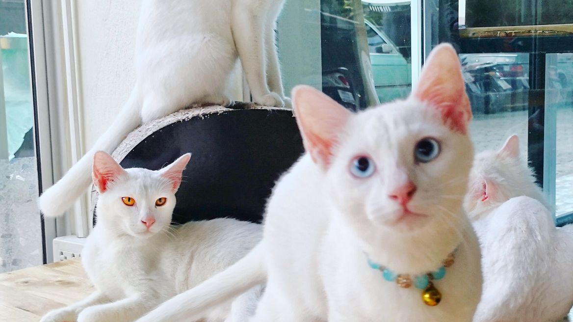 Thai cats