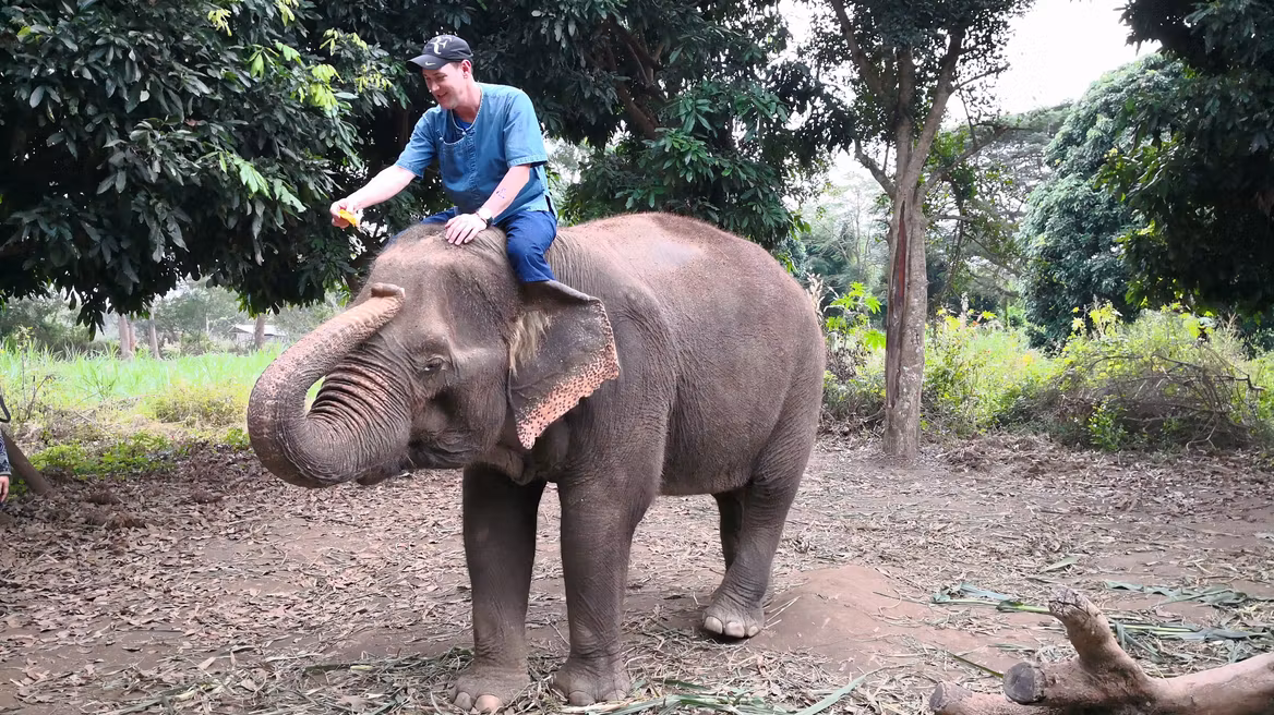 Chiang Mai Ethical Elephant Tour: Feeding elephants.