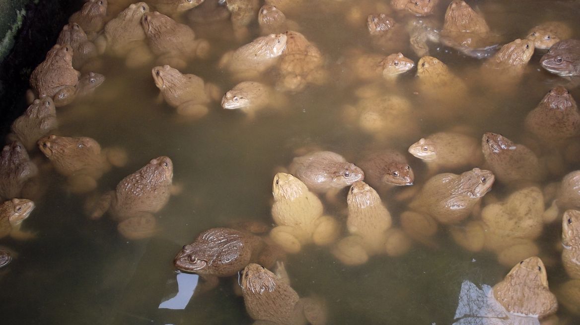 Frogs farm