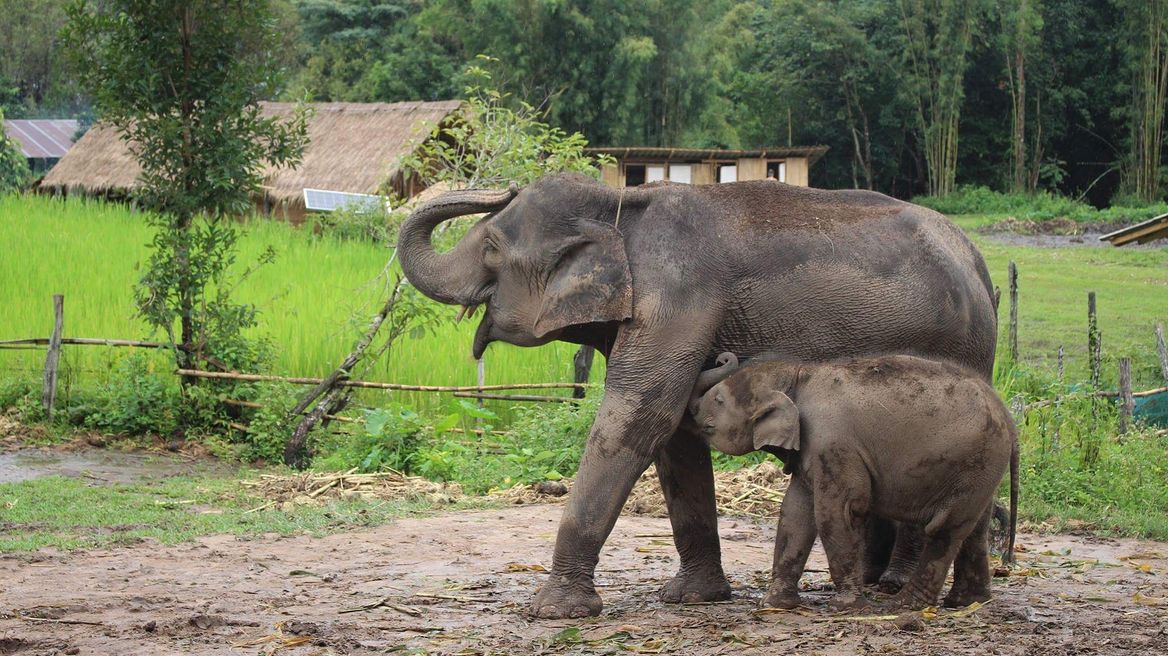 Doi Intanon Elephant House