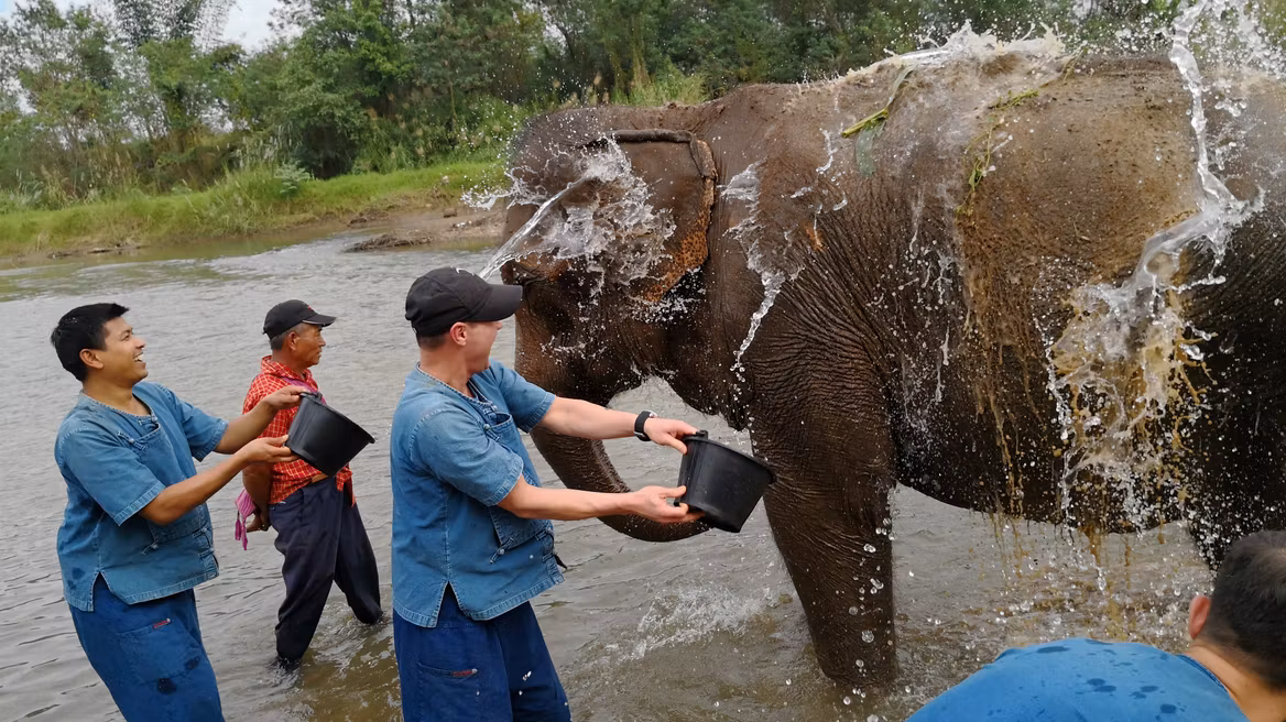 Chiang Mai Ethical Elephant Tour: Feeding elephants.