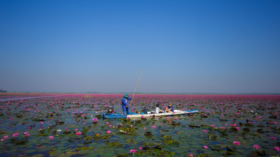 Red lotus lake udonthani