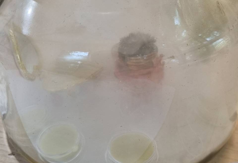 Scented candle smoking