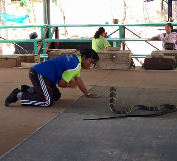 King Cobra Village
